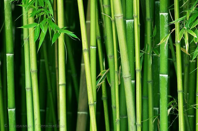 bamboo, culm