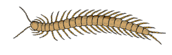 centipede, insect