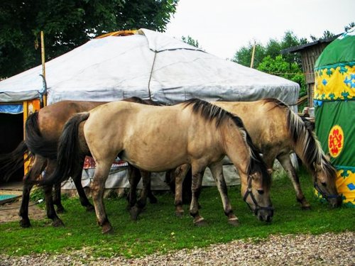 Mongol, yurt, horse