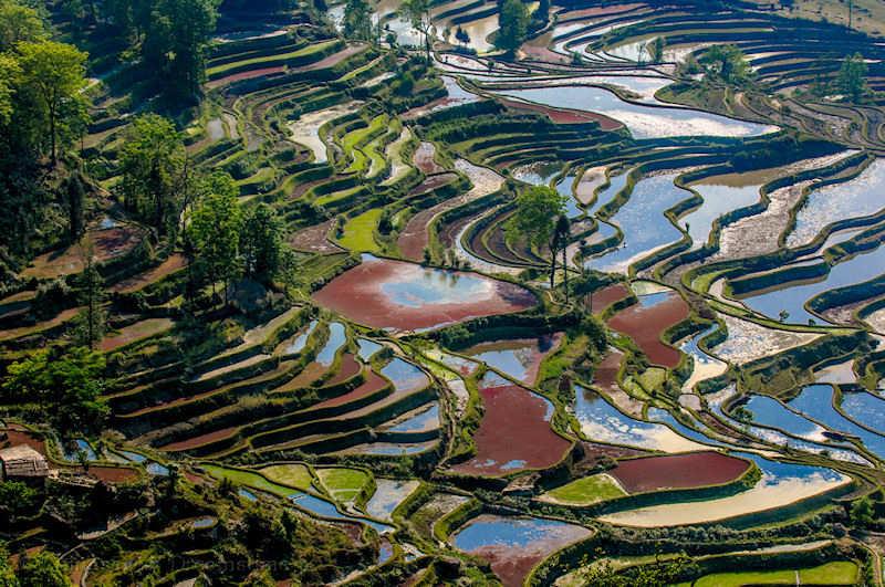rice, Yunnan, terraces