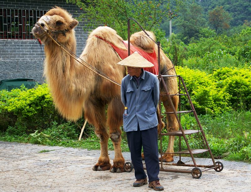 chinese wildlife, Bactrian Camel,  Camelus bactrianus