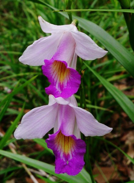 chinese wildlife, Bamboo Orchid