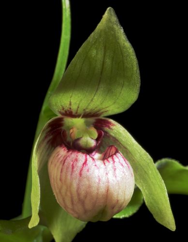 chinese wildlife, Dwarf slipper orchid,  Cypripedium debile