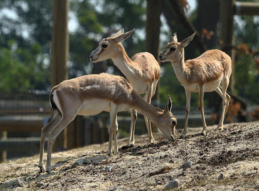 chinese wildlife, Goitered Gazelle,  Gazella subgutturosa