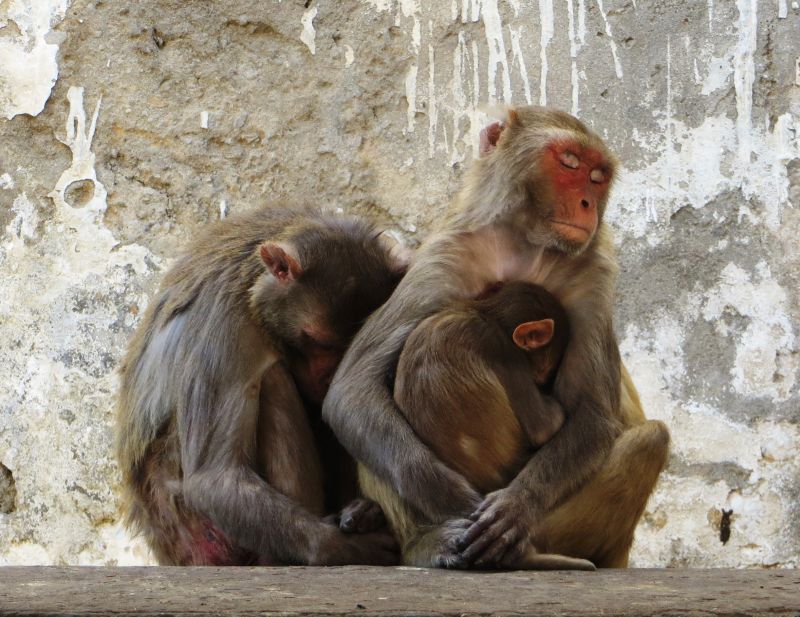 chinese wildlife, Rhesus macaques